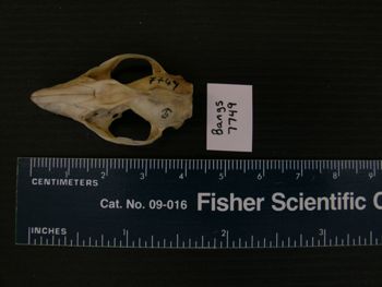 Media type: image; Mammalogy BANGS-7749